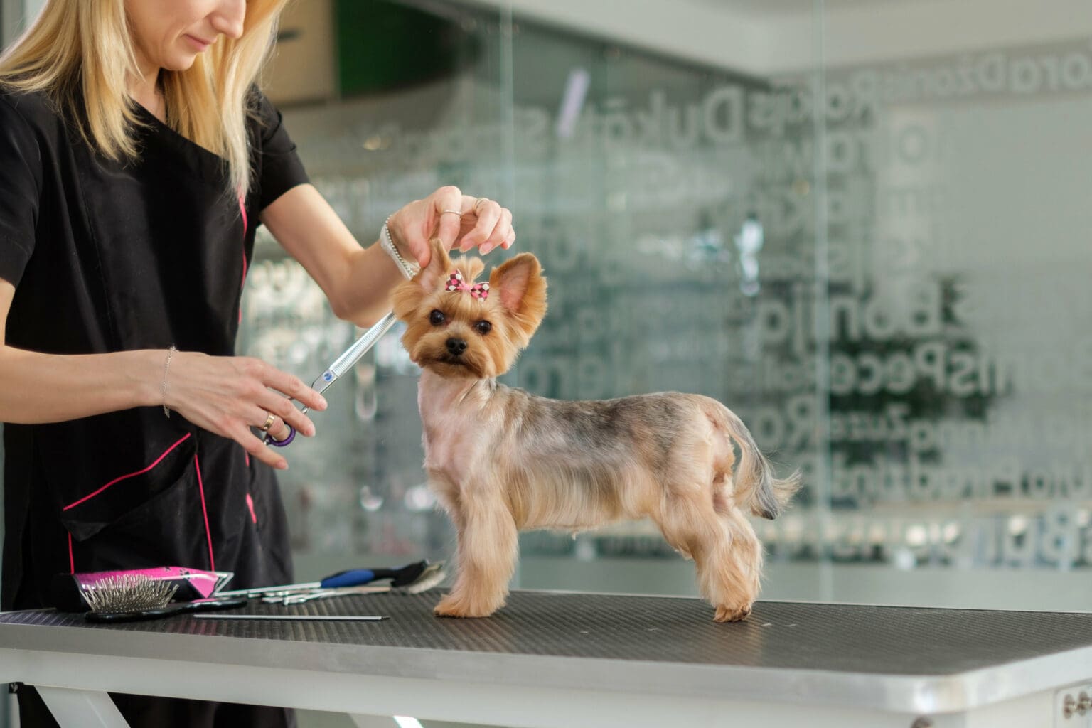 How to a dog groomer Job role, qualifications and requirements
