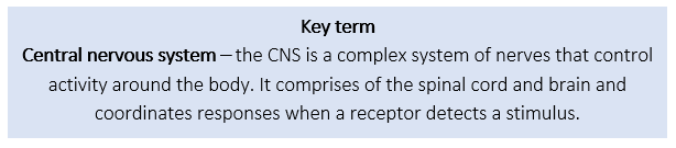 Central nervous system Central nervous system