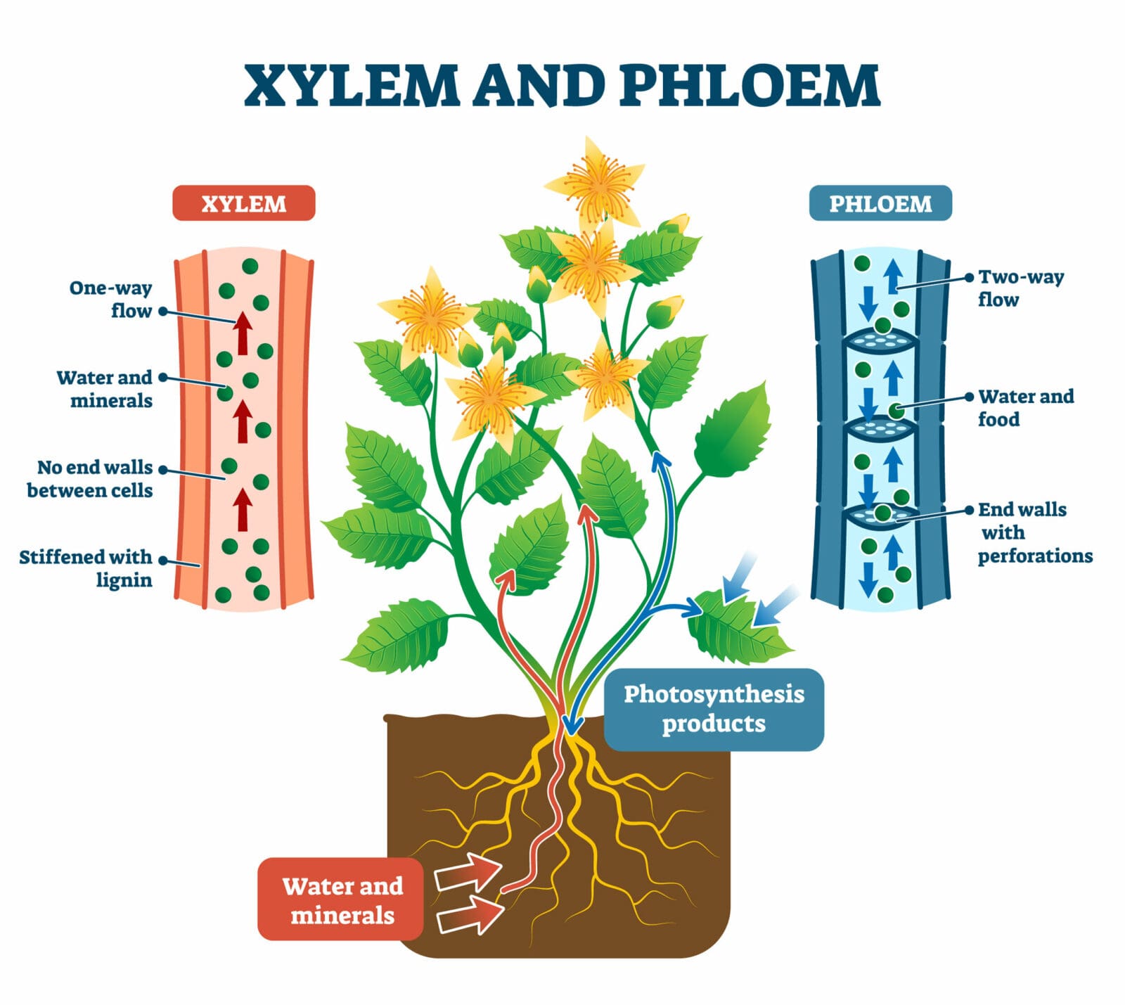 Flowering plants and the role of phloem and xylem | What are they?