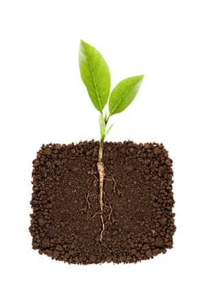 Plant Plant