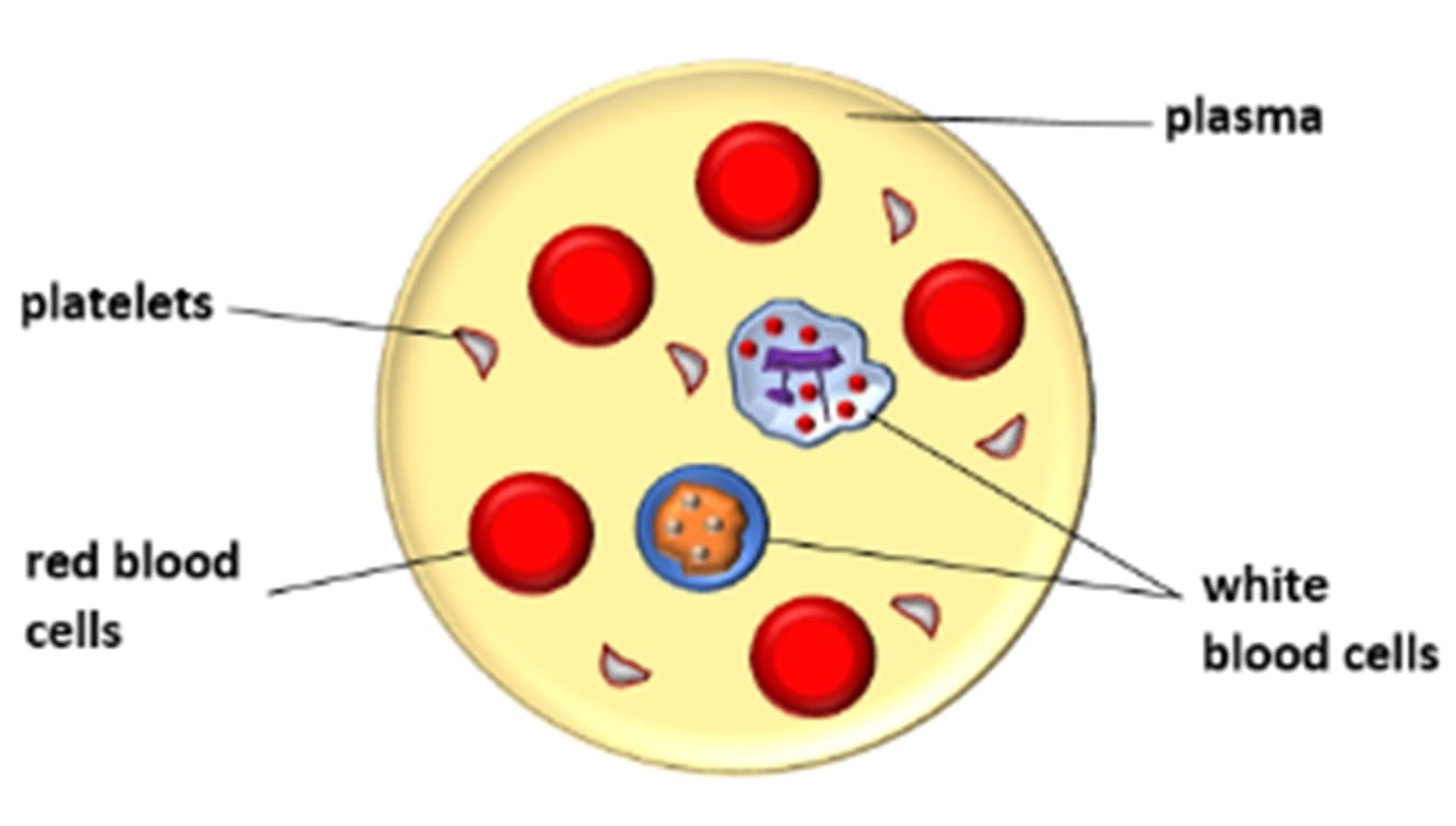 The composition of blood | Plasma, Red & White Blood cells,Platelets