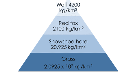 Pyramids of biomass