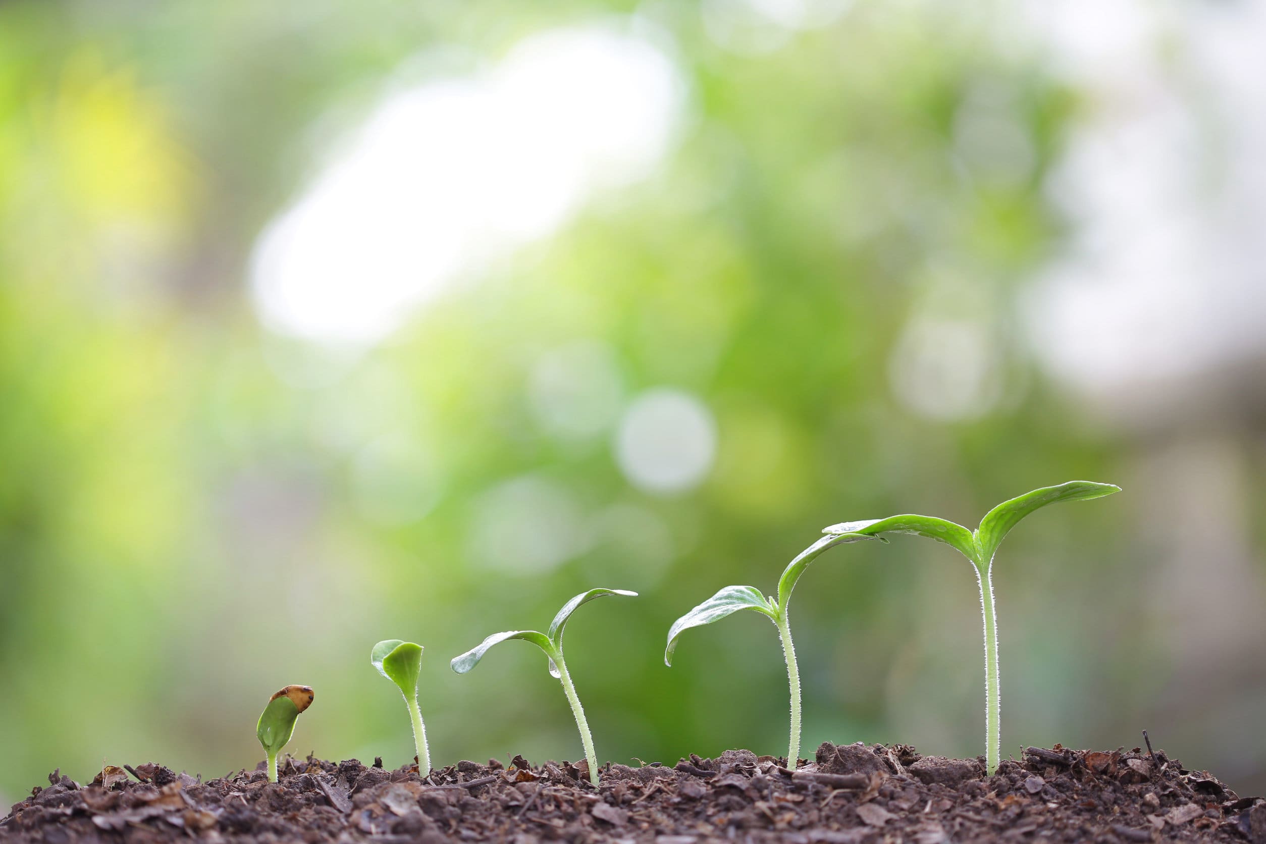 Respiration in flowering plants