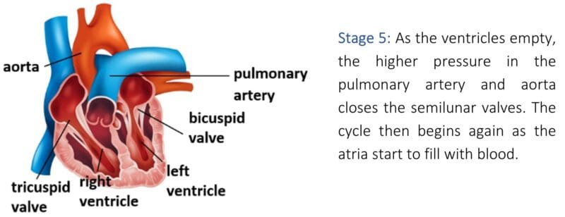 Stage 5 Stage 5