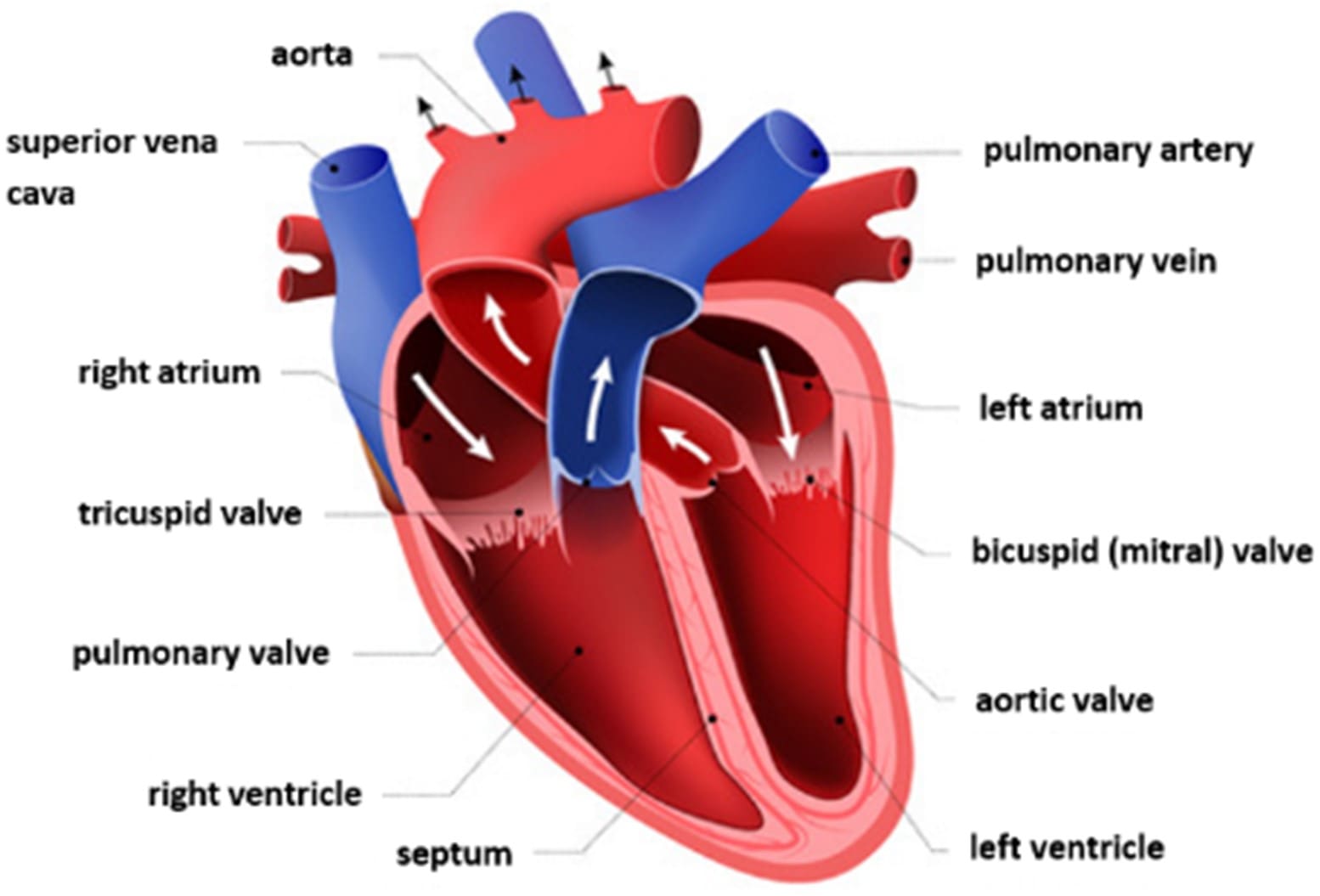 The structure of the human heart and its functions Valves Chambers The structure of the human heart and its functions Valves Chambers