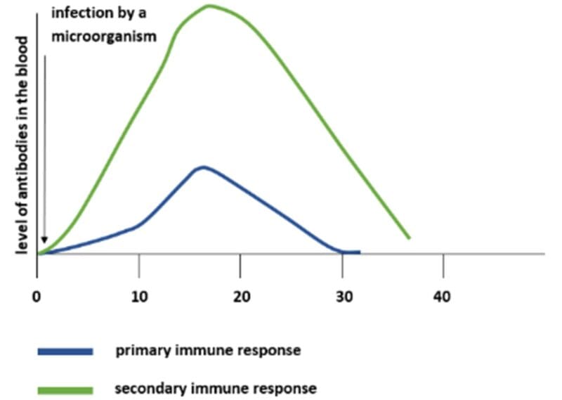 secondary immune response