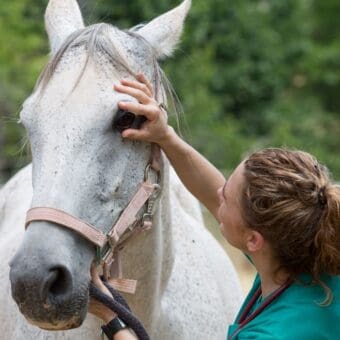 Equine Studies Level 3