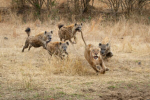 how to write magazine article gcse Understanding Animal Behaviour