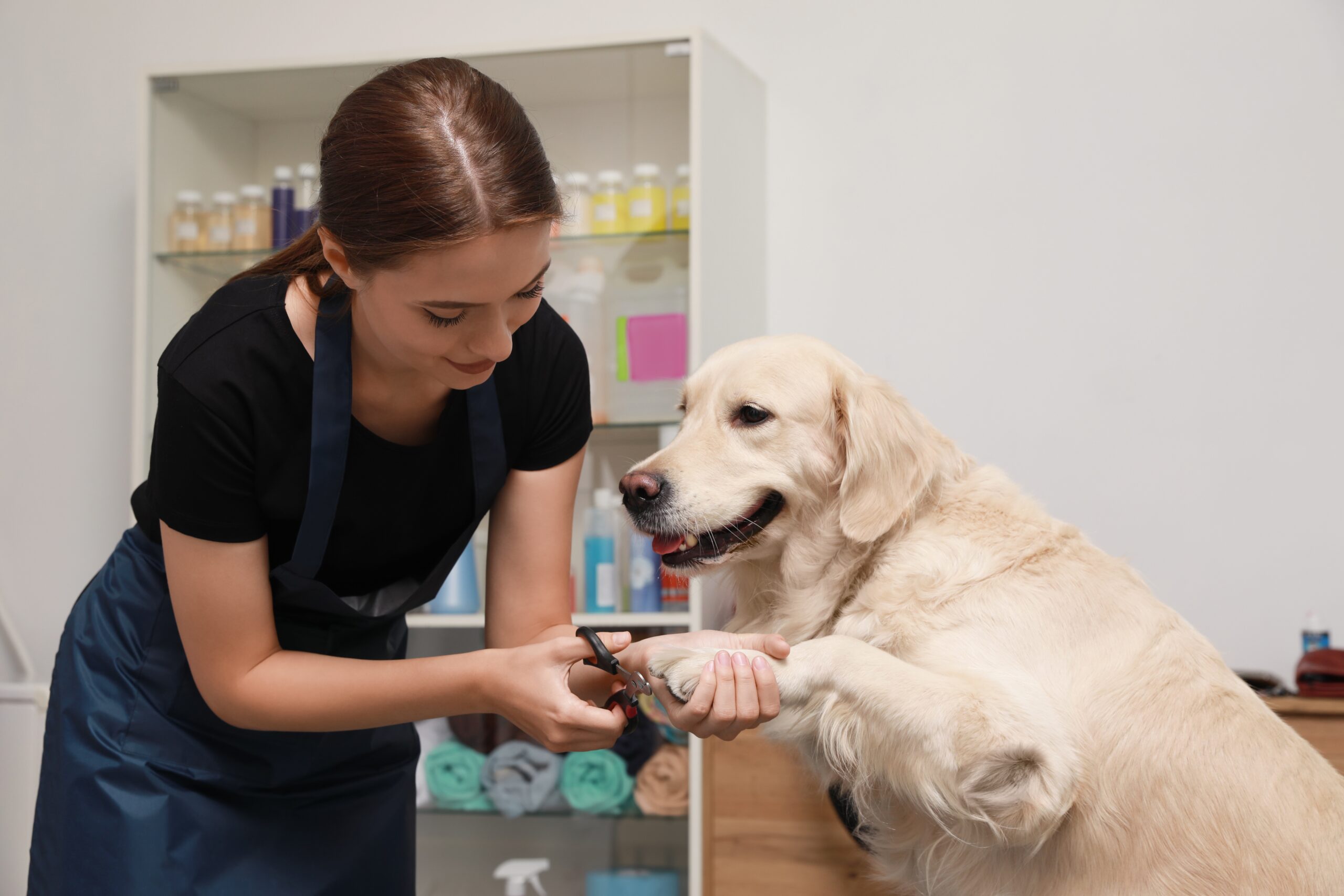 Dog Groomer scaled