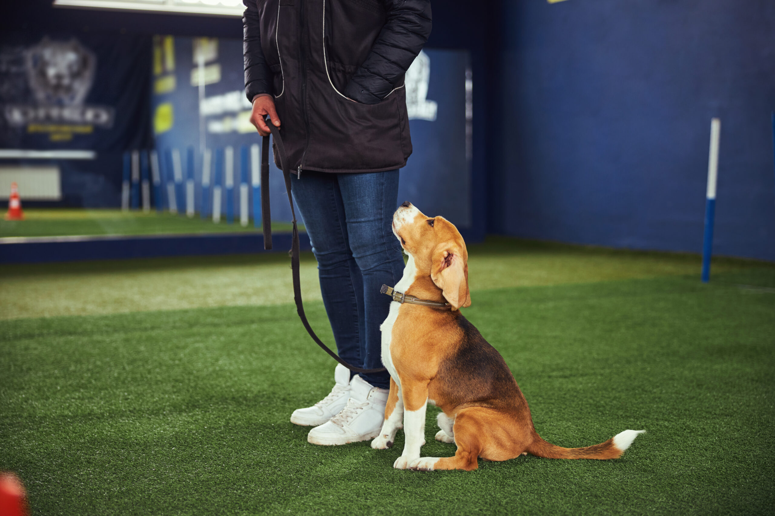 Dog Trainer scaled